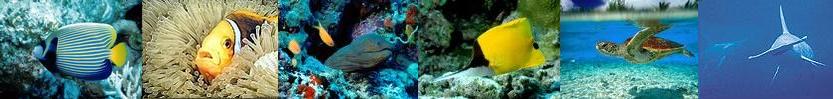 triptyque poissons du lagon