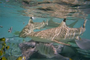 shark feeding